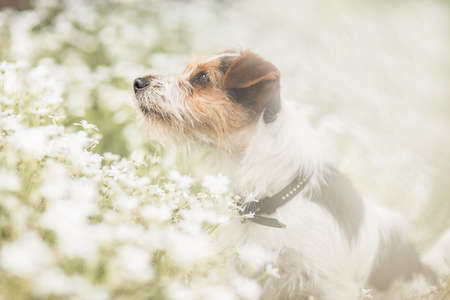 Jack Russel young dog in flower meadowの写真素材