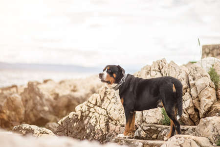 Greater Swiss Sennen dog on the sea beachの写真素材