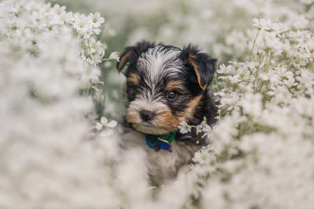 Biewer Yorkshire puppy in BLumenの写真素材