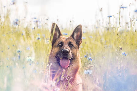 German shepard in Kornblumenfeld