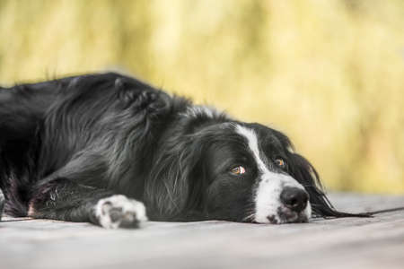 Border Collie Lying on wooden jettyの写真素材