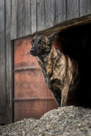 Herderの写真素材