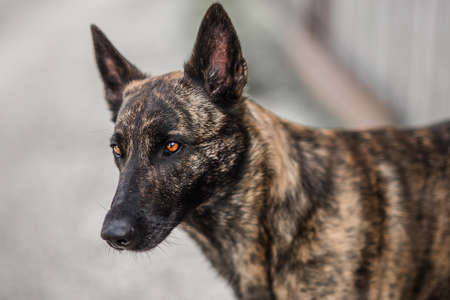 Herderの写真素材