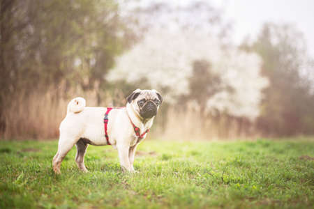 Pug in the meadowの写真素材