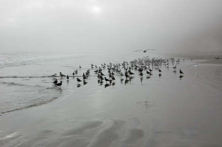 Seagulls wading in surf on a foggy beach afternoon.の写真素材