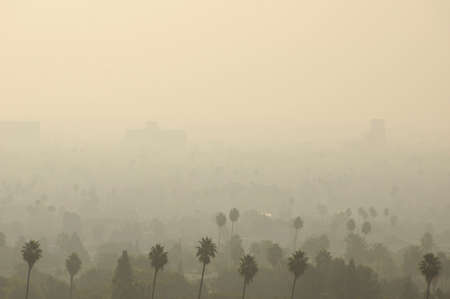 Palm Trees and distant buildings in LA smog.の写真素材