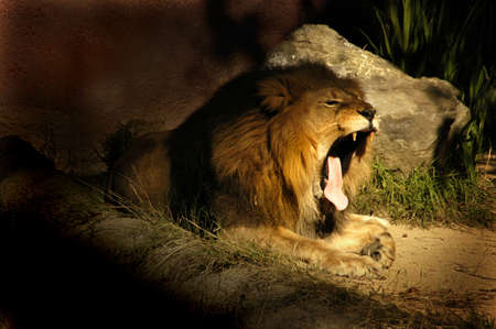 A sleepy lion yawing near his den.の写真素材