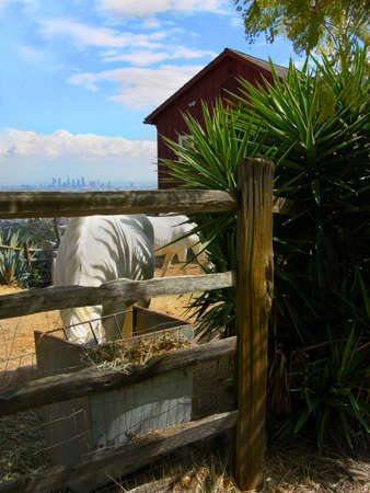 Hip horse lives with view of Los Angelesの写真素材
