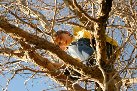 Young boys hides up in a  treeの写真素材