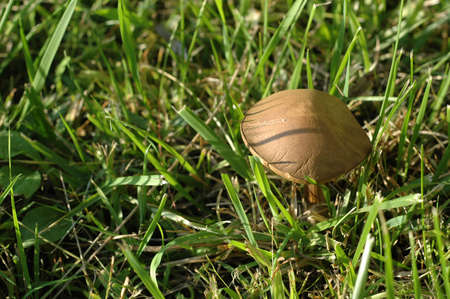 A mushroom grows in the grassの写真素材