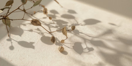 Eucalyptus leaves shadows on a white wall. Natural backgroundの素材