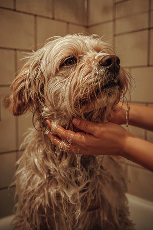 Cute dog taking a shower in the bathroom. Selective focus.の素材