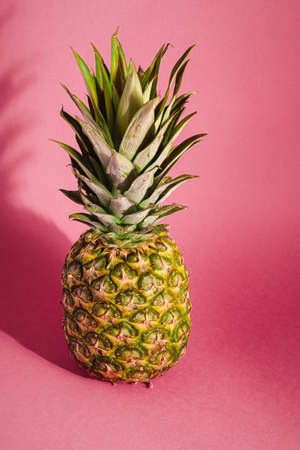 Fresh sweet pineapple on pink red background with hard shadow, angle view copy spaceの写真素材