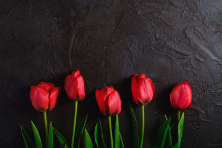 Row of tulip flowers on textured black background, top view copy spaceの写真素材