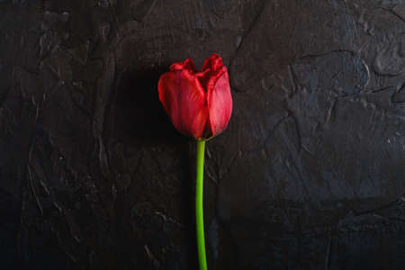 Single wilt red tulip flower on textured black background, top view copy spaceの写真素材