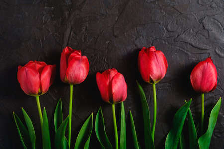 Row of tulip flowers on textured black background, top view copy spaceの写真素材