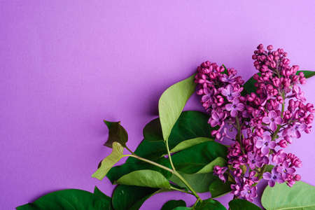 Lilac bouquet flowers with leaves on minimal violet background, top view copy spaceの写真素材