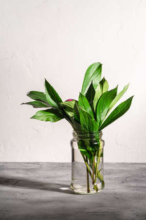 Peony pink flower with green leaves in glass jar with water on textured stone background, angle viewの写真素材