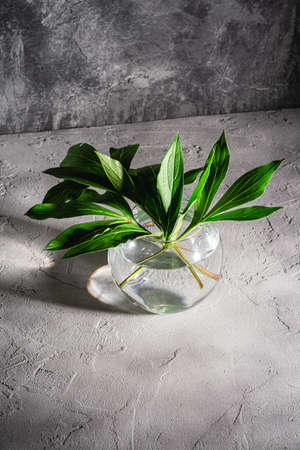 Peony green leaves in glass sphere vase with water on textured stone background, angle viewの写真素材