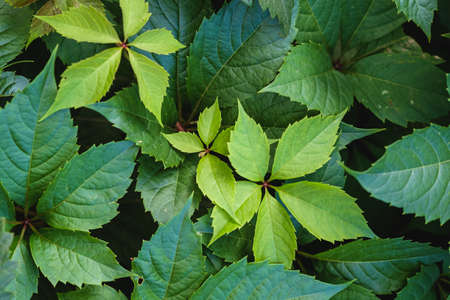 Green wild grape leaves with sunlight and shadow, summer spring foliage background, selective focus