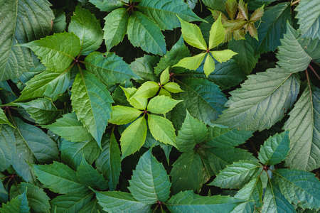 Green wild grape leaves with sunlight and shadow, summer spring foliage background, selective focusの写真素材