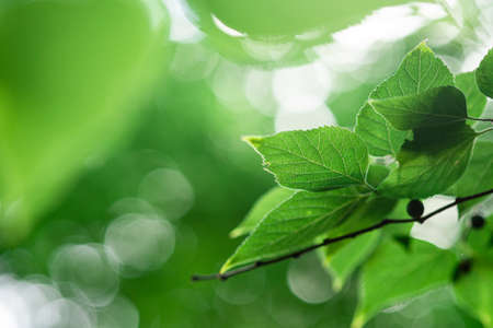 Green leaves with sunlight, summer spring foliage bokeh background, copy spaceの写真素材