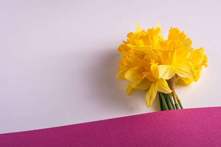 Daffodil flowers bouquet on creative layout white and pink purple background, copy space, angle view