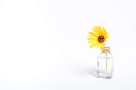 Single yellow daisy flower in vintage glass jar with water, angle view, white background copy spaceの写真素材
