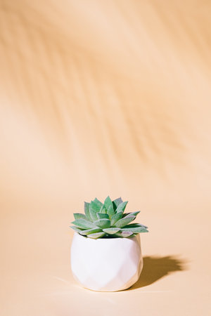 Artificial succulent house plant in potの写真素材