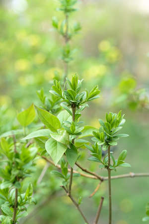 Green blooming leaves on branches, springtime season plants, selective focus.