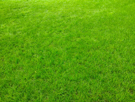 Green grass lawn texture background in park