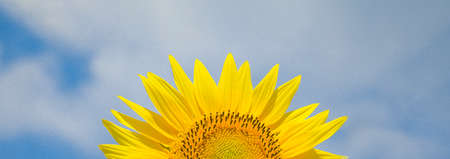 Shiny sunflower in blue bright vibrance sky background on sunny day in summer.