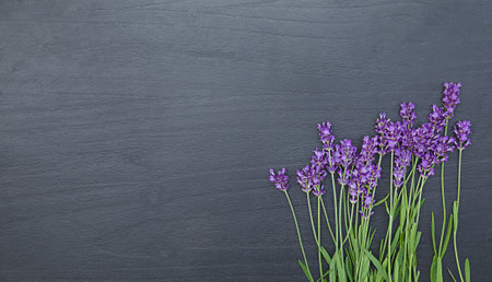 Bunch of fresh lavender. Violet flowers. Greeting card background.の写真素材