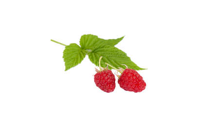Isolated fresh organic raspberry with green leaf on white background.の写真素材