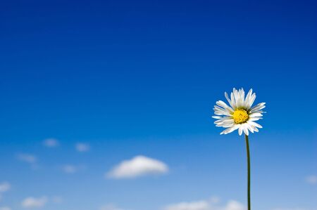 Daisy against sky blue backgroundの写真素材