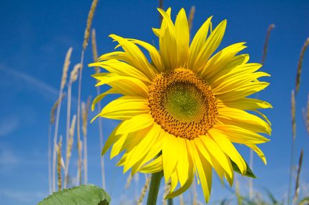 beautiful sunflower with blue skyの写真素材