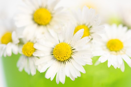 close-up  view of some daisies before green backgroundの写真素材