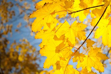 Autumn leaves under a sunny blue sky