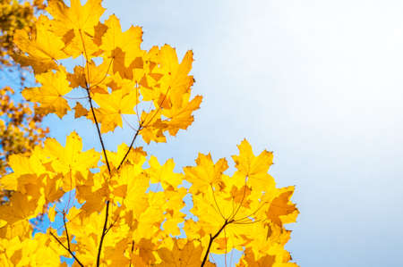 Autumn leaves under a sunny blue skyの写真素材