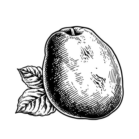 Potato hand drawn icon, logo design.のイラスト素材