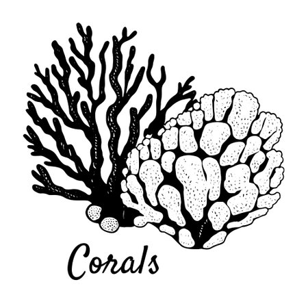 Coral branch isolated on white background. black outline sketch. Vector illustration: sea life, ocean floor, animal, plant, nature, undersea design.のイラスト素材