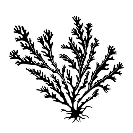 Hand drawn vector illustration - seaweed. Sketchのイラスト素材