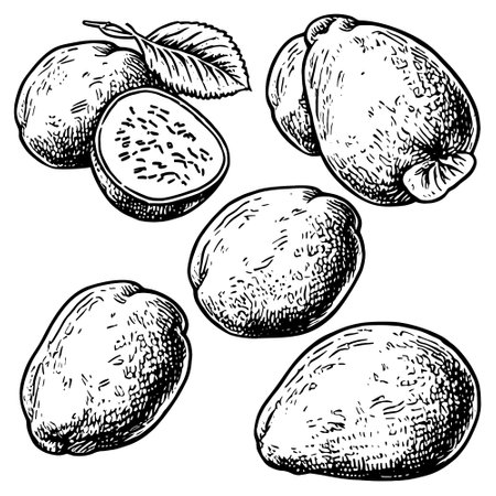 Hand drawn set of potatoesのイラスト素材
