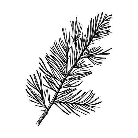 hand drawn fir branchのイラスト素材