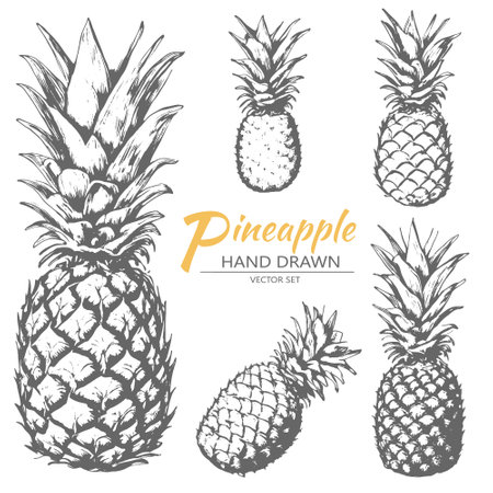 Hand drawn set of pineappleのイラスト素材