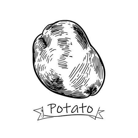 Potato hand drawn icon, logo design.のイラスト素材