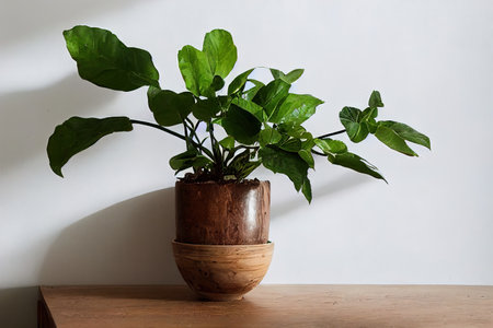 House plant on a wood shelf against a white wall. copyspace. digital illustration.の写真素材