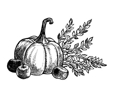 Pumpkin, autumn harvest hand drawn sketch.のイラスト素材