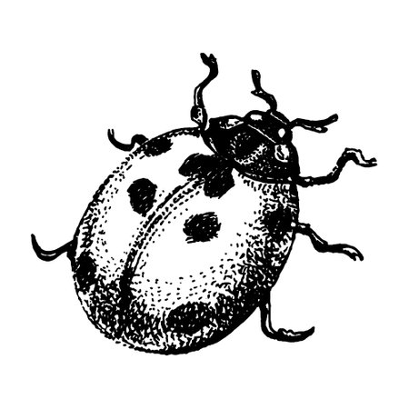 Engrave isolated ladybug hand drawn sketch illustrationのイラスト素材