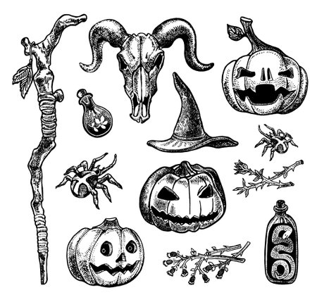 Halloween set with pumpkins, spider, hat, goat skull, poisons and herbs. Hand drawn illustration in engraving style.のイラスト素材